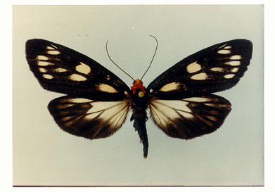 The Grand Spotted Moth